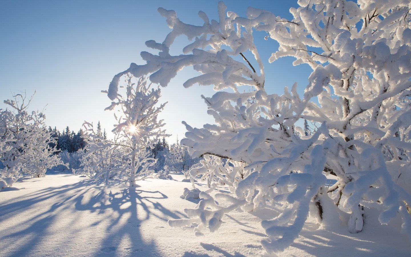 Обои деревья, снег, зима, канада, какиса, северо-западные территории, trees, snow, winter, canada, kakisa, northwest territories разрешение 2880x1920 Загрузить