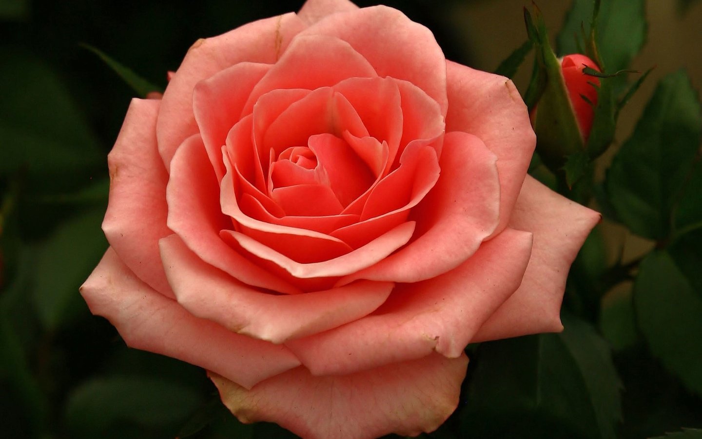 Обои цветок, роза, лепестки, бутон, flower, rose, petals, bud разрешение 2048x1886 Загрузить
