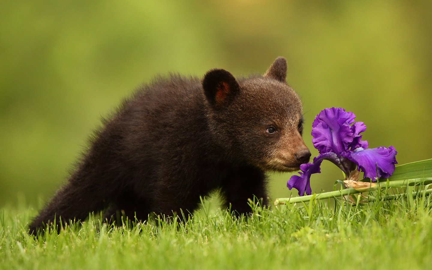 Обои цветок, медведь, медвежонок, ирис, барибал, чёрный медведь, flower, bear, iris, baribal, black bear разрешение 2048x1365 Загрузить