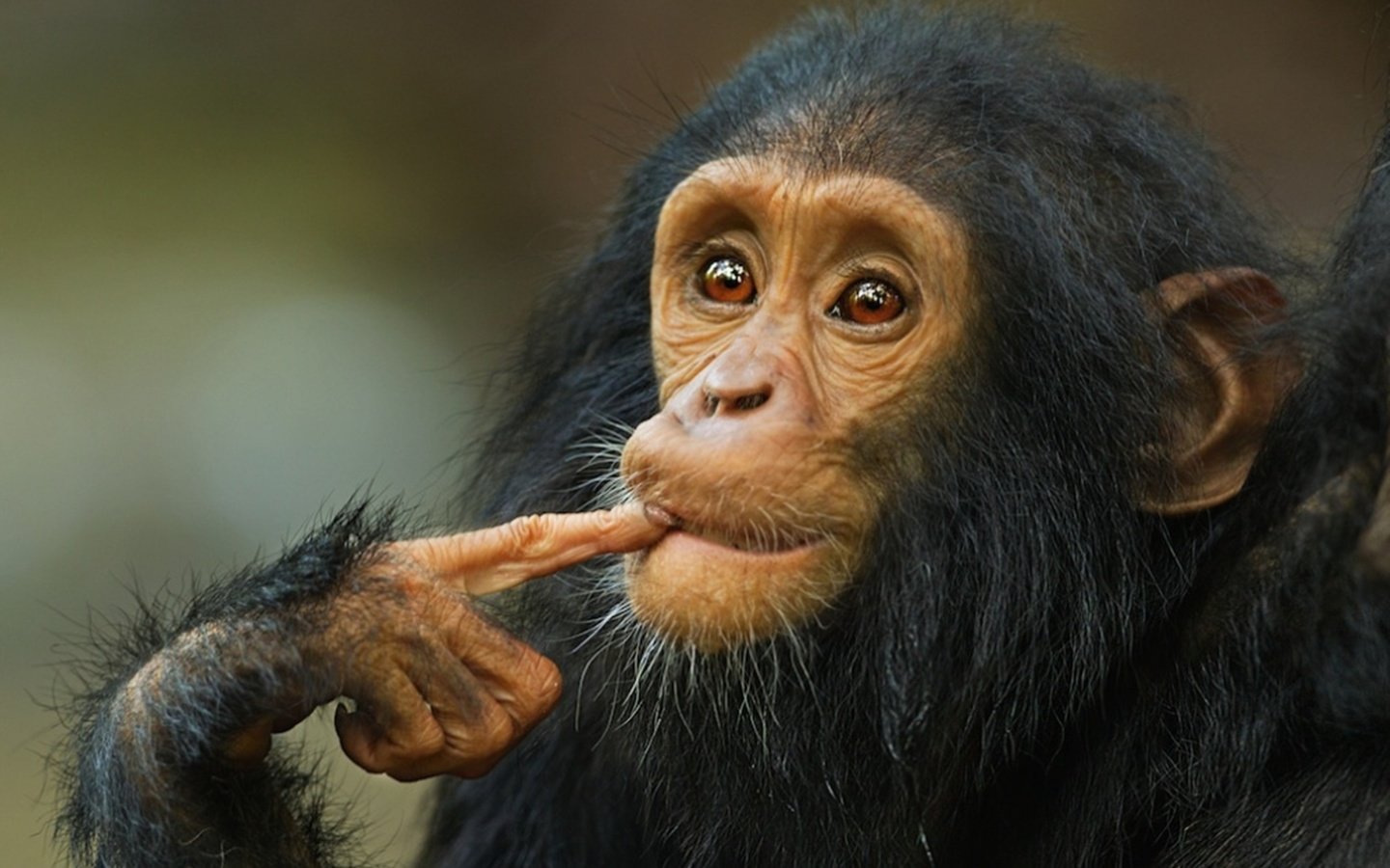 Обои животные, обезьянка, шимпанзе, мыслитель, animals, monkey, chimpanzees, thinker разрешение 3342x2500 Загрузить
