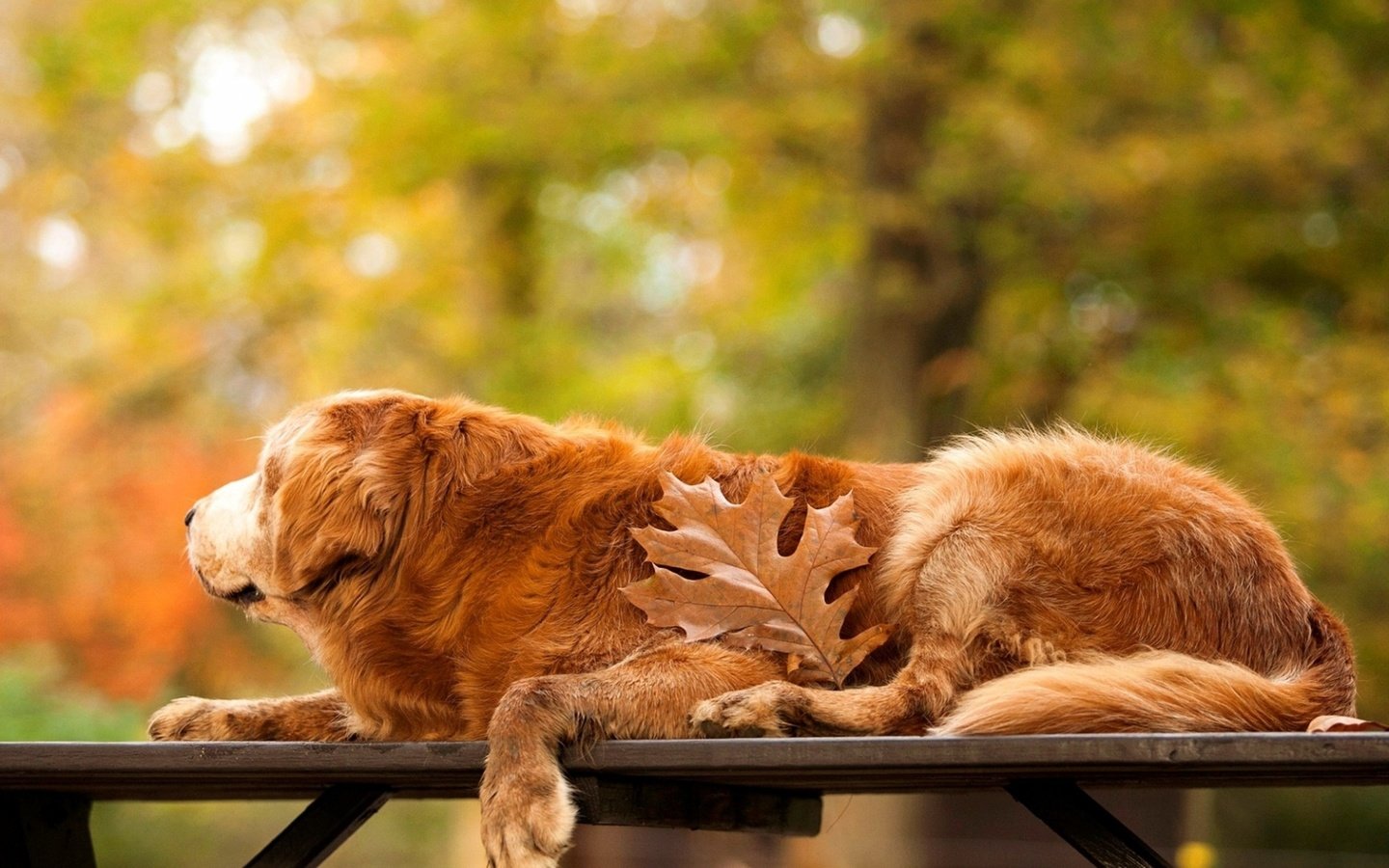 Обои осень, собака, лист, скамейка, золотистый ретривер, autumn, dog, sheet, bench, golden retriever разрешение 3250x1828 Загрузить