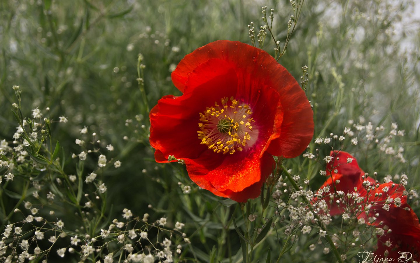 Обои макро, красный, мак, гипсофила, macro, red, mac, gypsophila разрешение 2400x1595 Загрузить