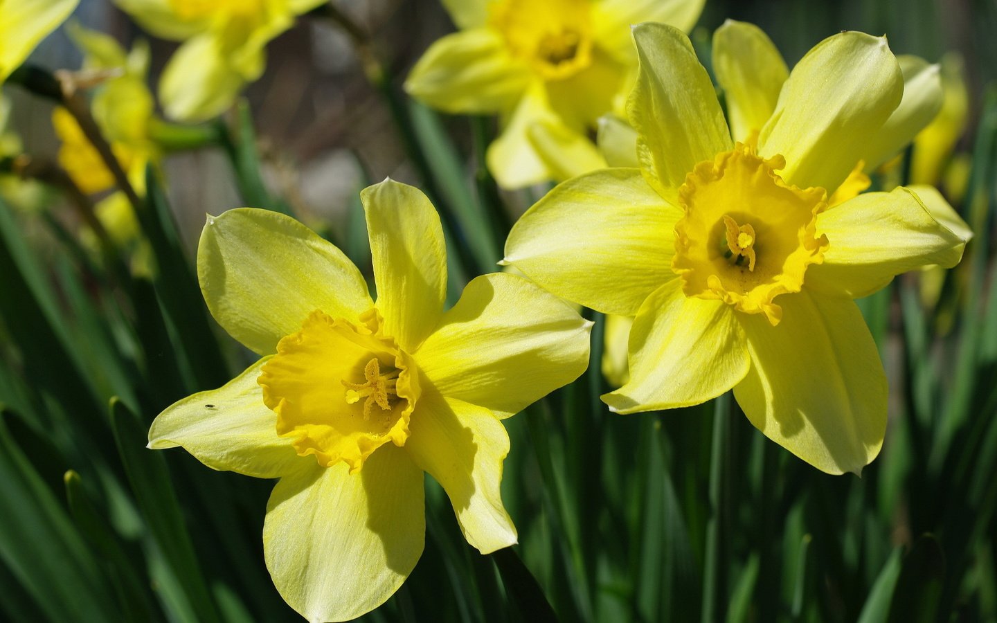 Обои цветы, желтый, макро, нарцисс, flowers, yellow, macro, narcissus разрешение 2232x1484 Загрузить