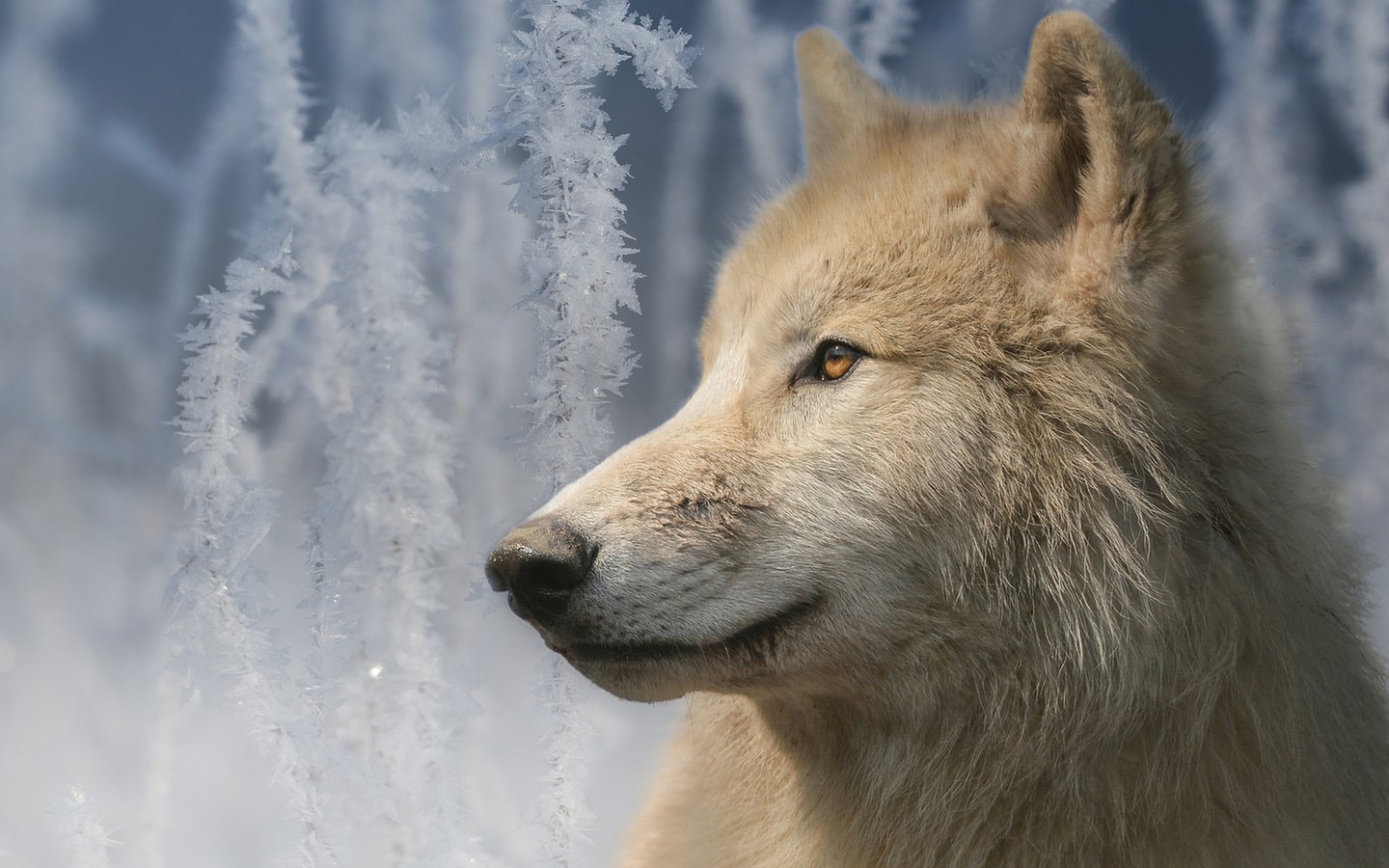 Обои морда, портрет, ветки, иней, взгляд, волк, мелвильский островной волк, арктический волк, face, portrait, branches, frost, look, wolf, arctic island wolf, arctic wolf разрешение 1920x1235 Загрузить