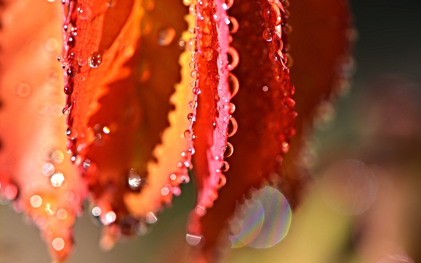 Обои вода, природа, листья, макро, капли, water, nature, leaves, macro, drops разрешение 4608x3072 Загрузить