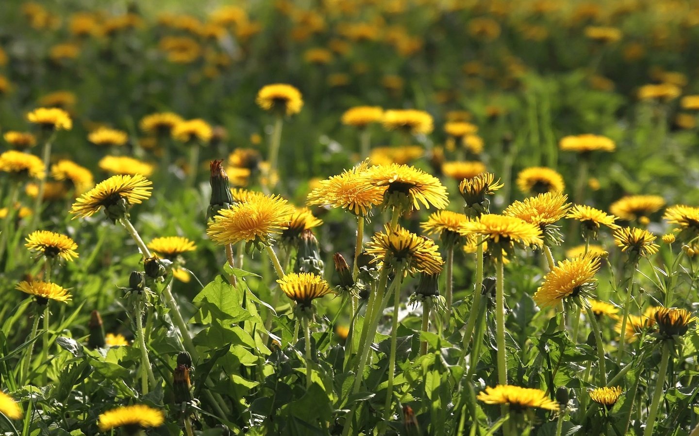 Обои цветы, поле, луг, весна, одуванчики, flowers, field, meadow, spring, dandelions разрешение 1920x1263 Загрузить