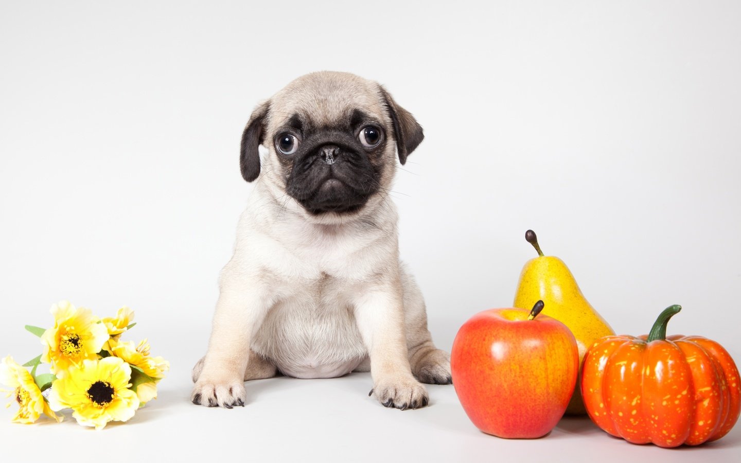 Обои цветы, щенок, яблоко, тыква, мопс, груша, flowers, puppy, apple, pumpkin, pug, pear разрешение 3500x2140 Загрузить