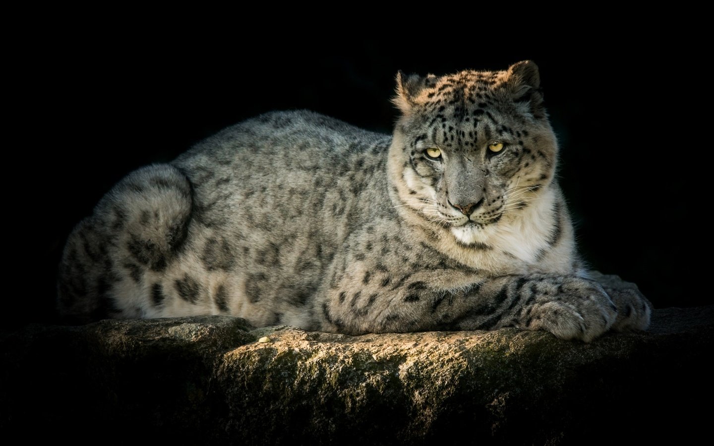 Обои хищник, снежный барс, ирбис, красавец, predator, snow leopard, irbis, handsome разрешение 1920x1279 Загрузить