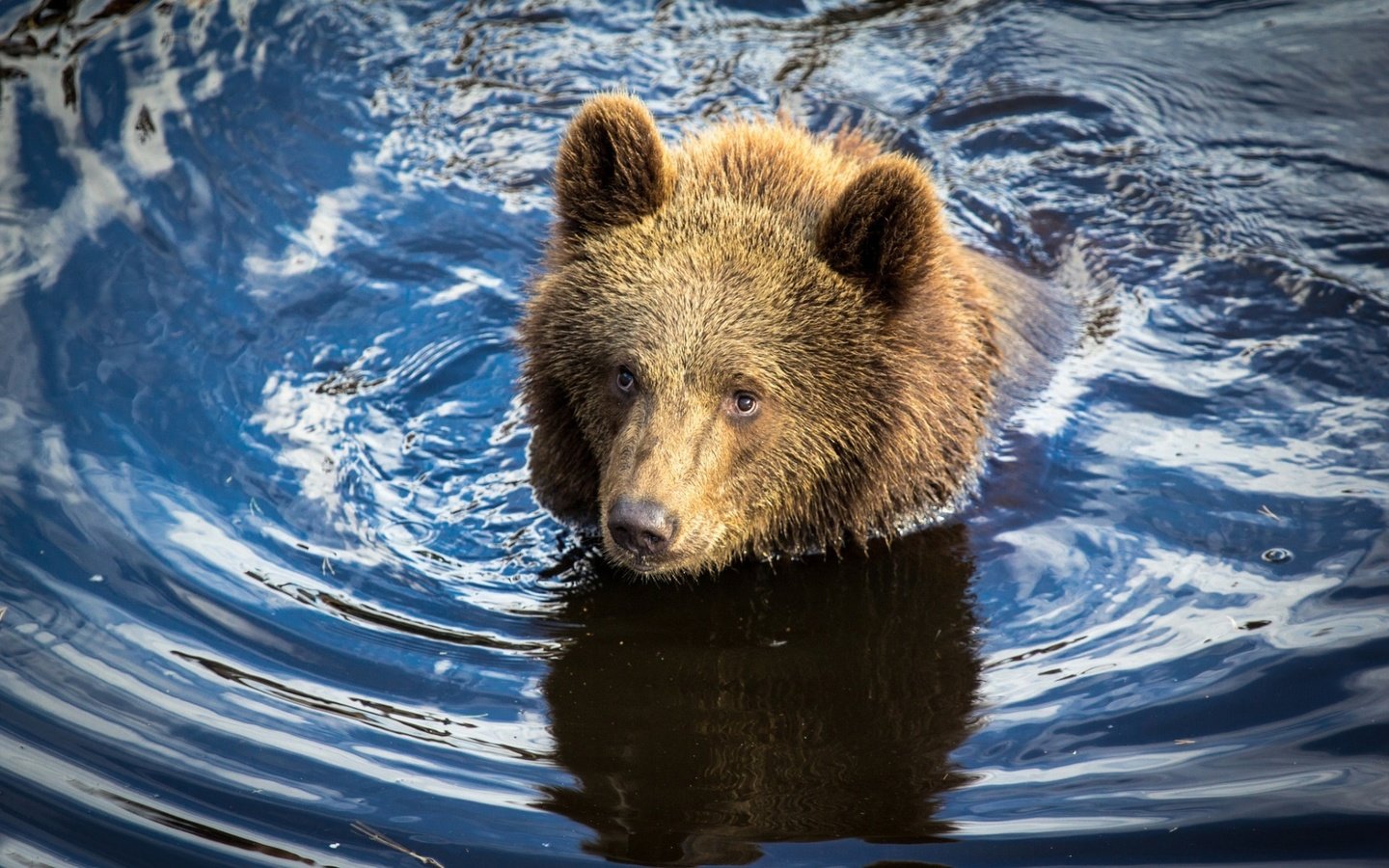 Обои вода, река, медведь, мишка, охота, медвежонок, water, river, bear, hunting разрешение 1920x1200 Загрузить