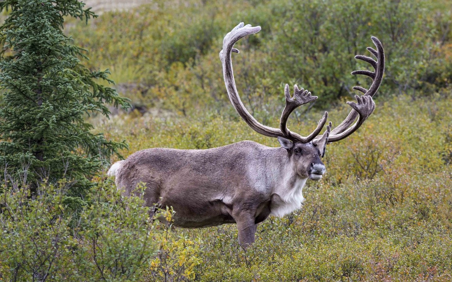 Обои олень, рога, северный, deer, horns, north разрешение 1920x1217 Загрузить