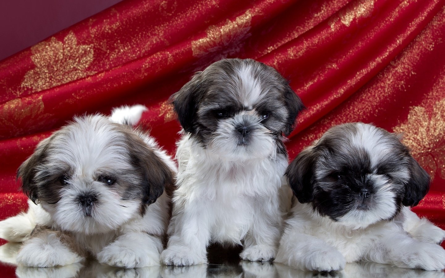 Обои щенки, трио, ши-тцу, puppies, trio, shih tzu разрешение 2100x1280 Загрузить