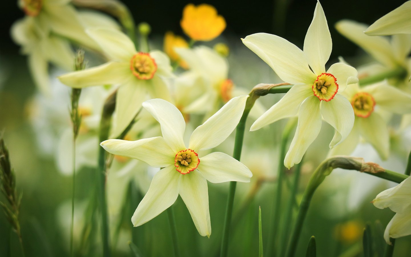 Обои листья, макро, нарциссы, нарцисс, боке, белые цветы, leaves, macro, daffodils, narcissus, bokeh, white flowers разрешение 2048x1365 Загрузить