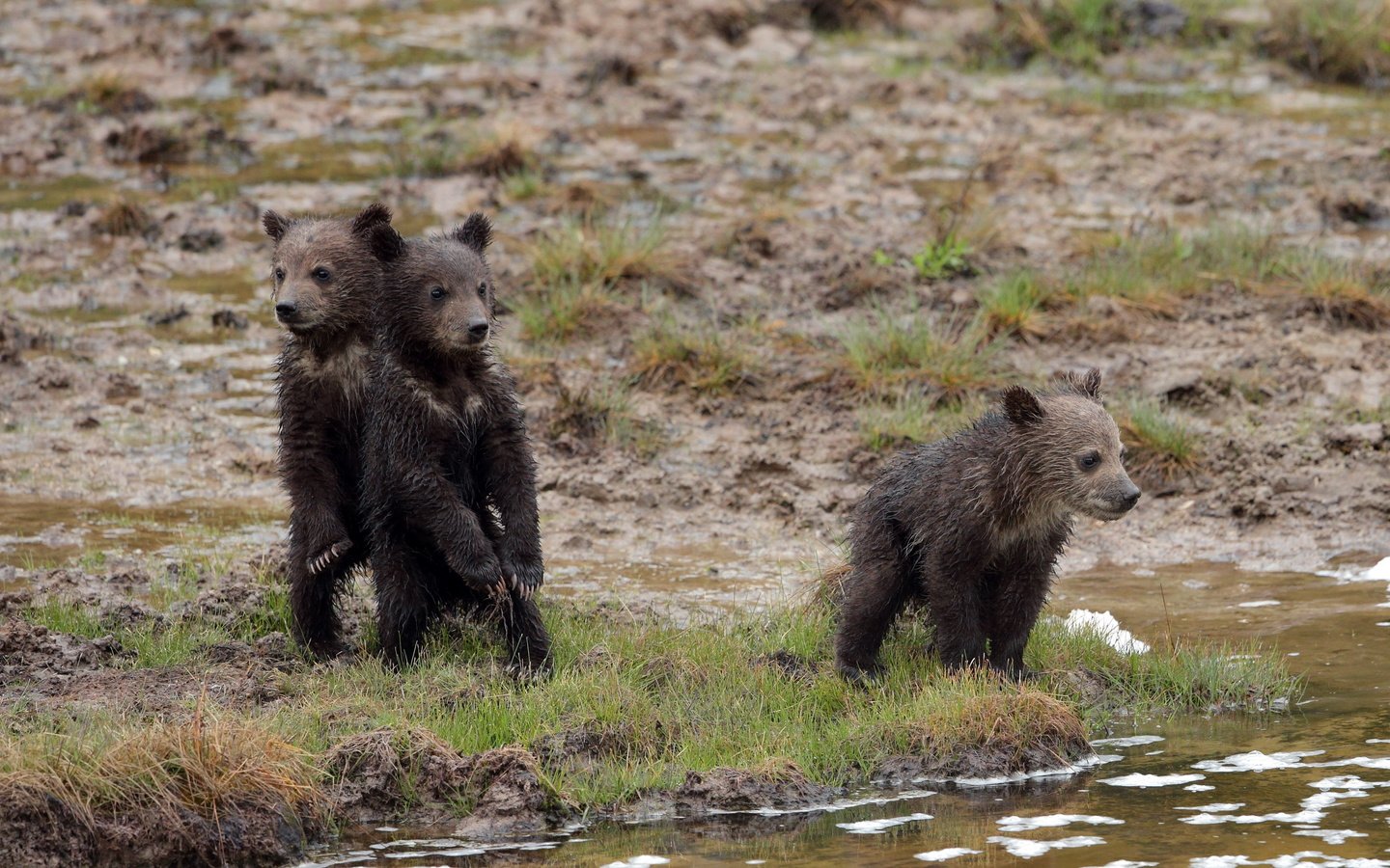 Обои природа, фон, медведи, nature, background, bears разрешение 3600x2025 Загрузить