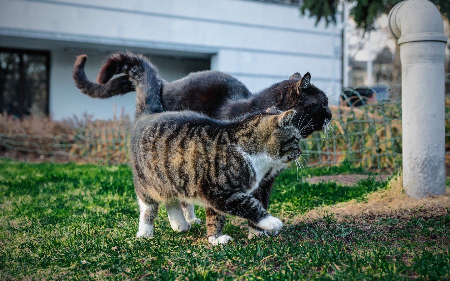 Обои парк, лето, кошки, сладкая парочка, park, summer, cats, sweet couple разрешение 1920x1280 Загрузить