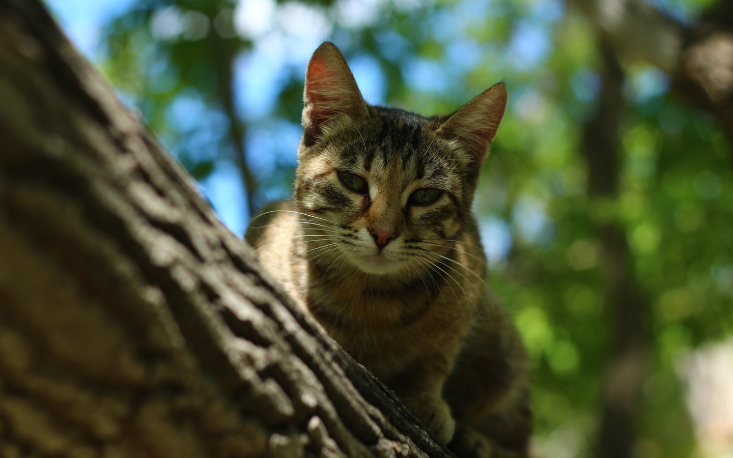 Обои дерево, усы, кошка, tree, mustache, cat разрешение 1920x1280 Загрузить