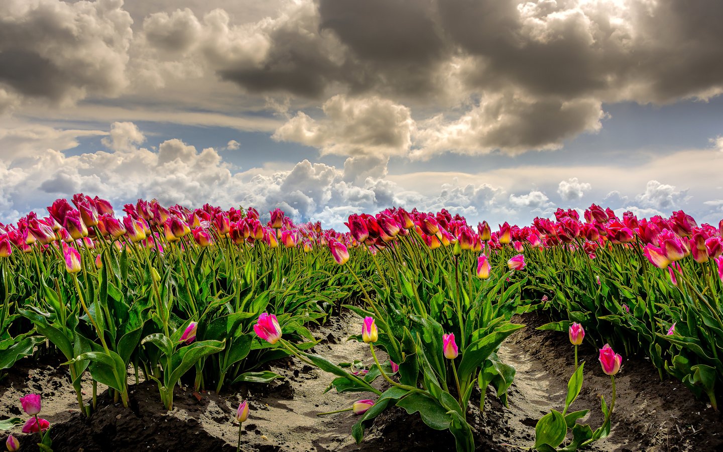 Обои небо, облака, поле, тюльпаны, ветер, фотошоп, много, нидерланды, the sky, clouds, field, tulips, the wind, photoshop, a lot, netherlands разрешение 2960x1680 Загрузить