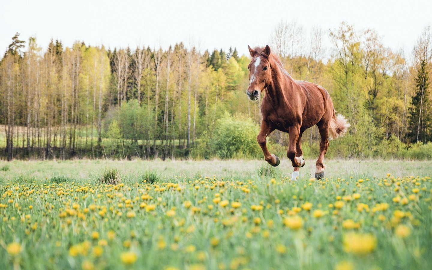 Обои цветы, лошадь, деревья, поле, лето, конь, flowers, horse, trees, field, summer разрешение 2047x1092 Загрузить