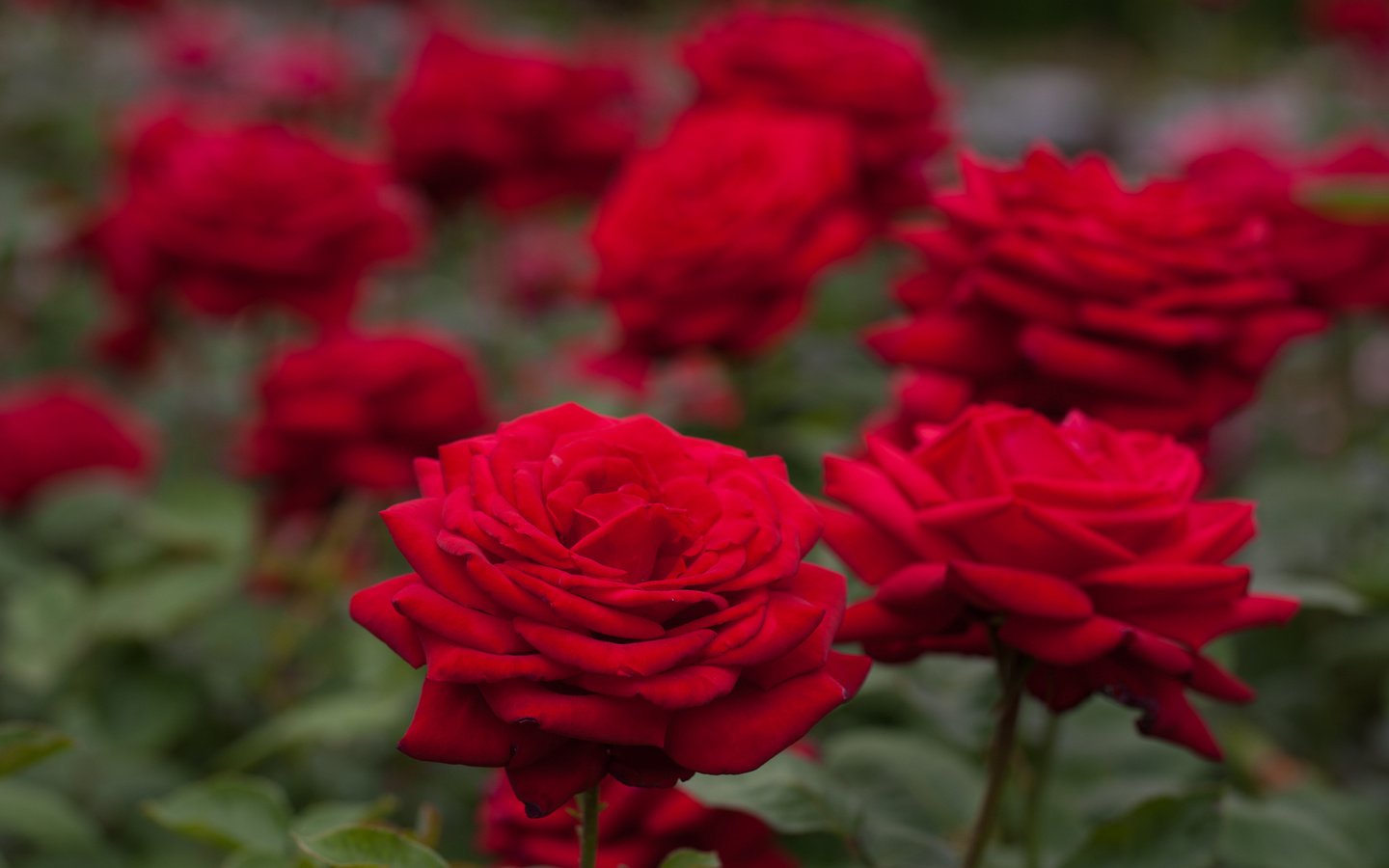 Обои розы, боке, красные розы, roses, bokeh, red roses разрешение 1920x1280 Загрузить