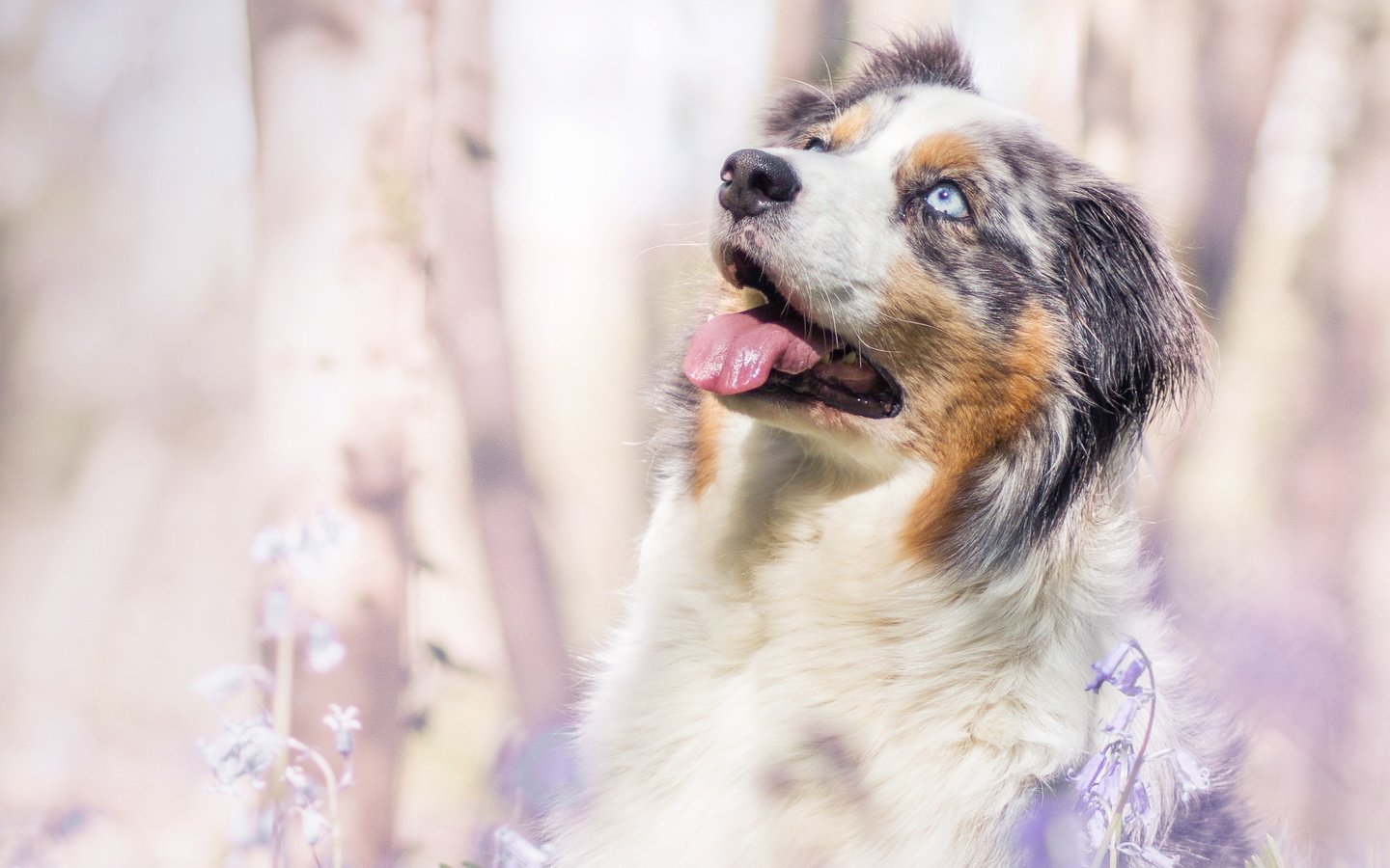 Обои собака, весна, колокольчики, аусси, dog, spring, bells, aussie разрешение 3049x1715 Загрузить