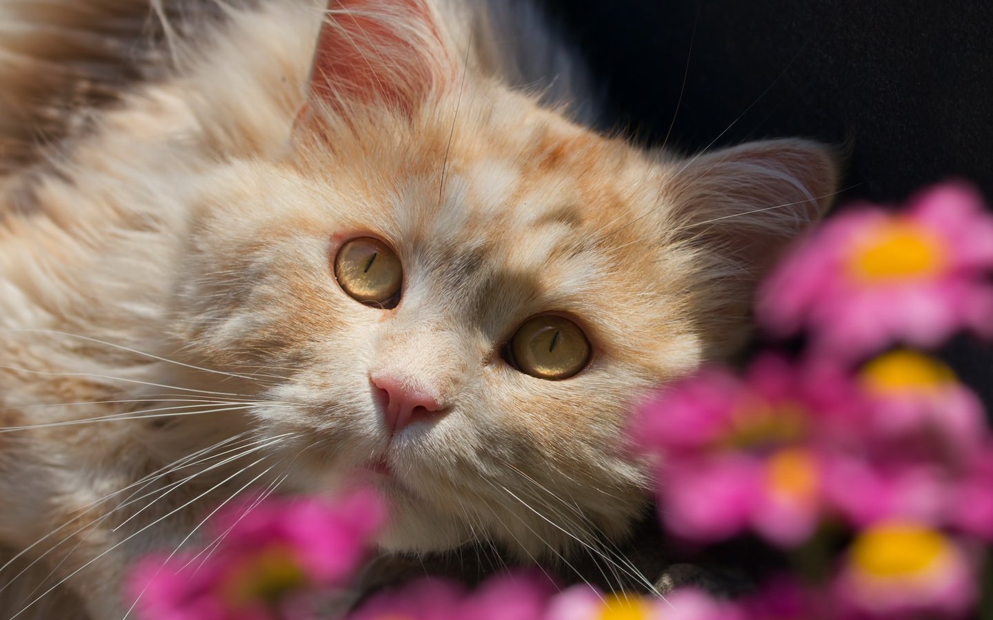 Обои цветы, кот, взгляд, flowers, cat, look разрешение 2048x1536 Загрузить