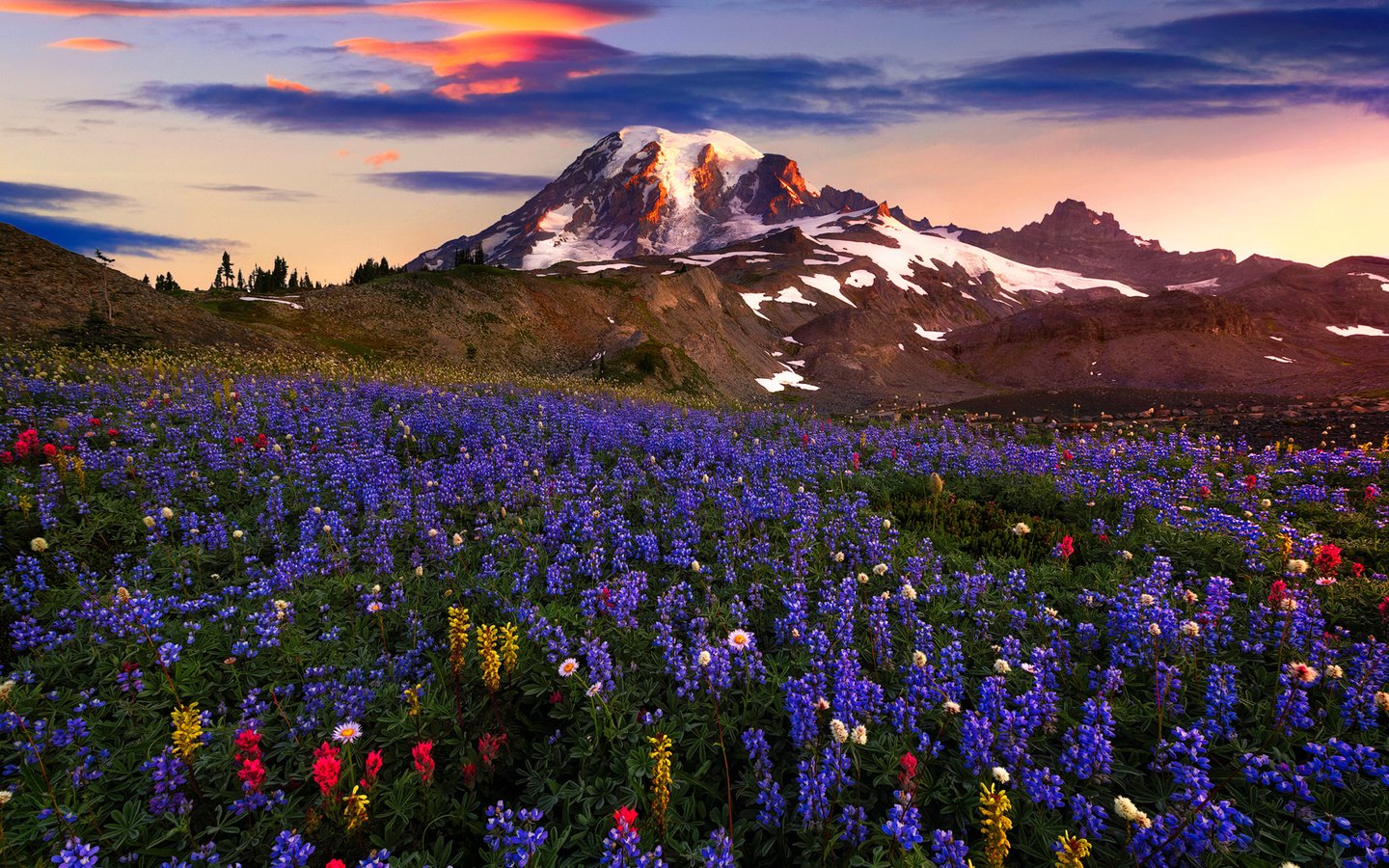 Обои цветы, горы, пейзаж, flowers, mountains, landscape разрешение 2500x1898 Загрузить