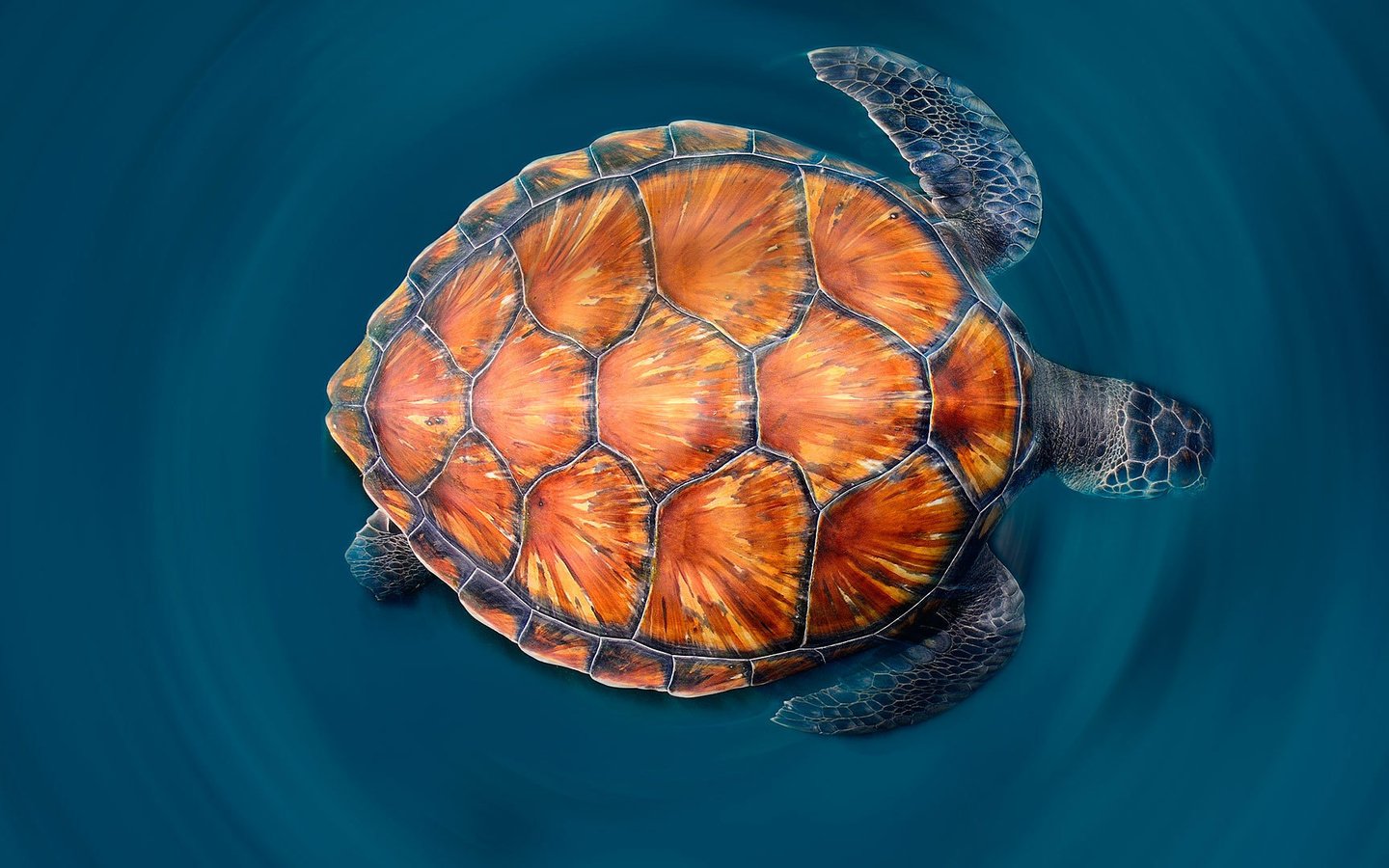 Обои море, черепаха, панцирь, sea, turtle, shell разрешение 1920x1080 Загрузить