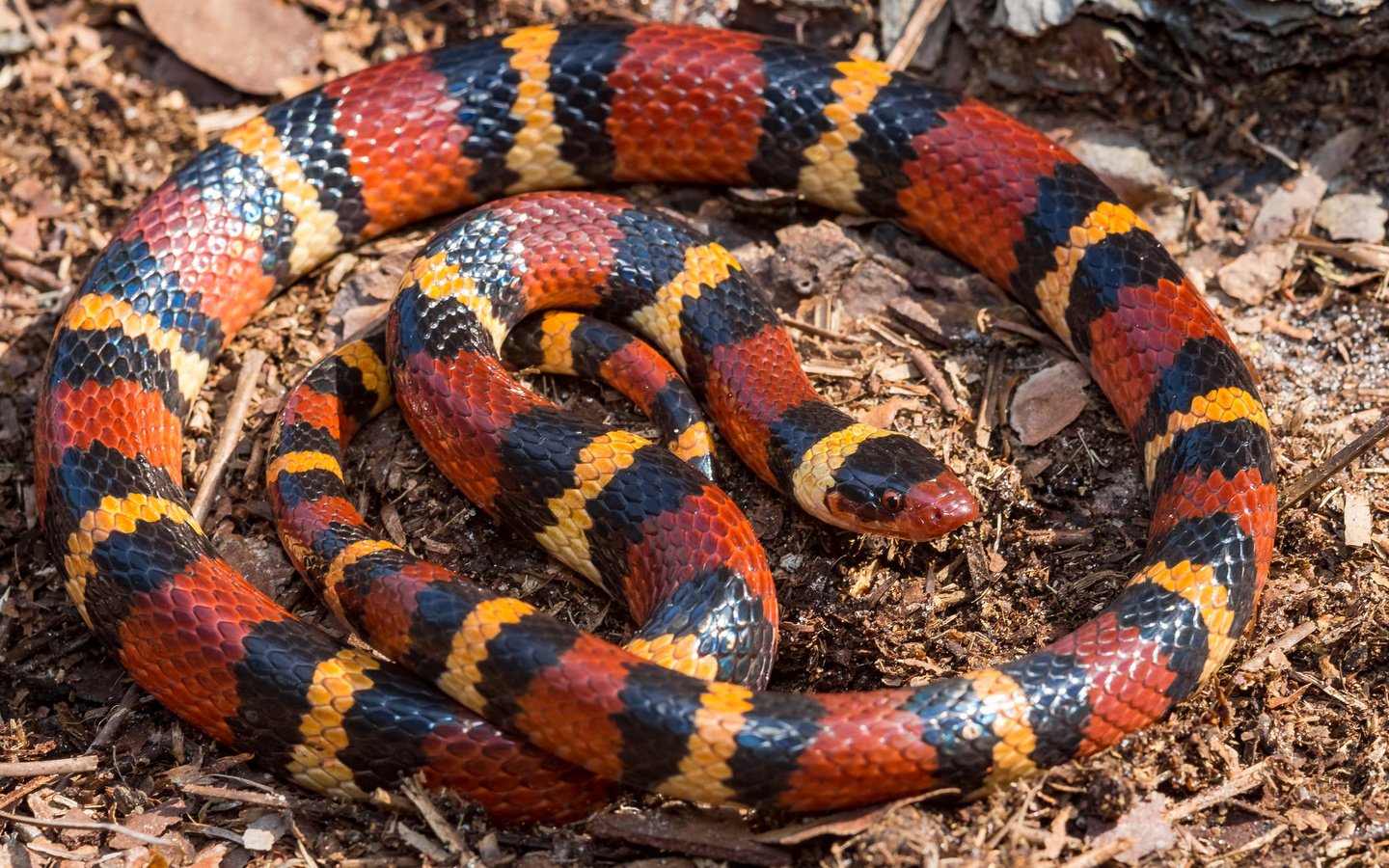 Обои красная, змея, полосатая, lampropeltis triangulum elapsoides, red, snake, striped разрешение 2048x1365 Загрузить