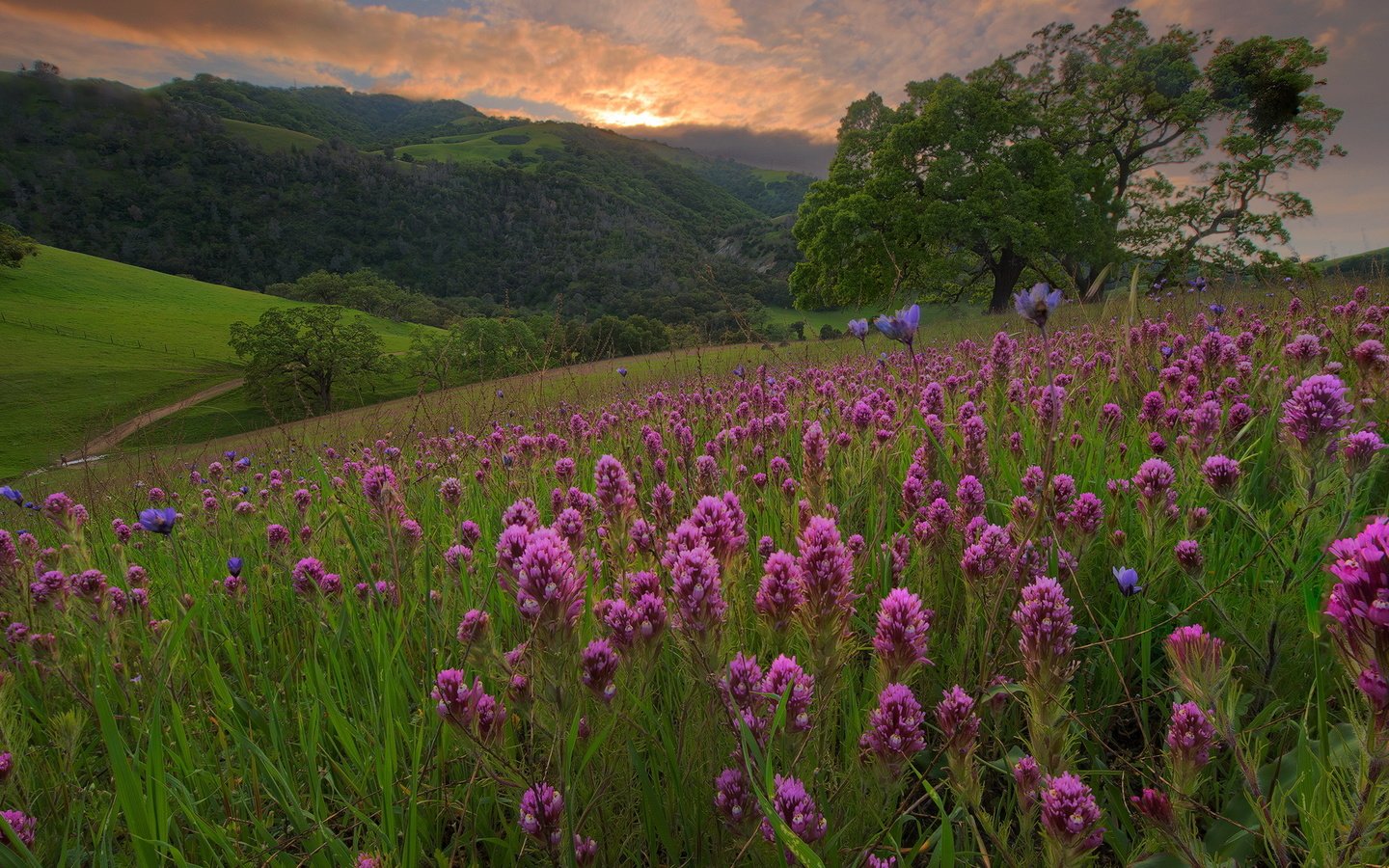 Обои цветы, горы, холмы, дерево, пейзаж, поле, лето, луг, flowers, mountains, hills, tree, landscape, field, summer, meadow разрешение 1920x1080 Загрузить