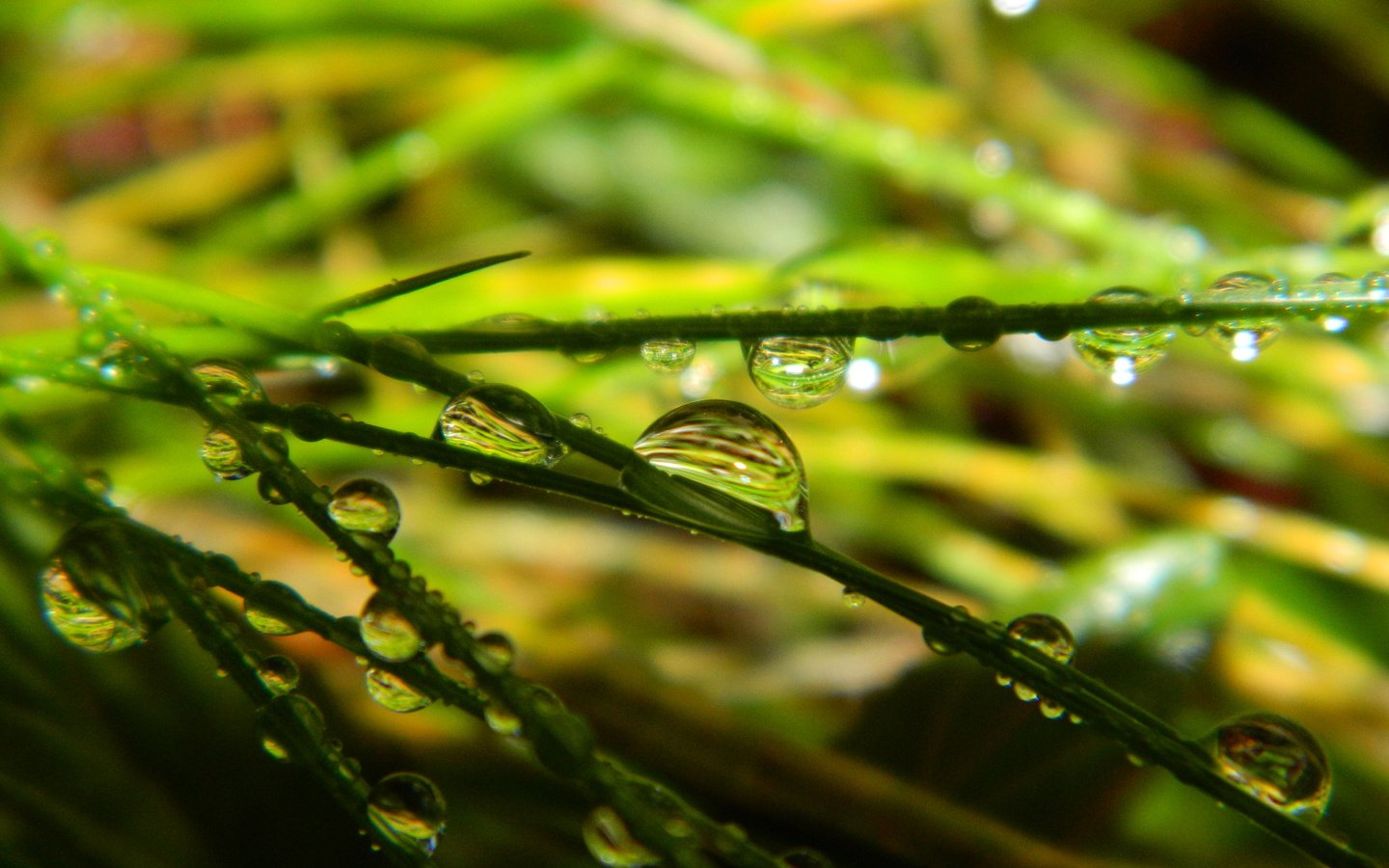 Обои трава, зелень, макро, капли, grass, greens, macro, drops разрешение 4320x3240 Загрузить