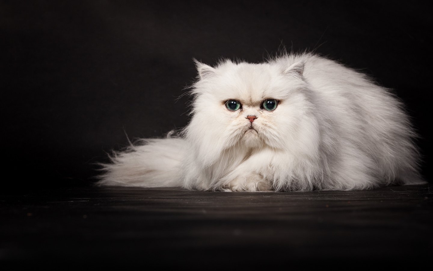 Обои кошка, темный фон, белая, персидская, cat, the dark background, white, persian разрешение 2048x1152 Загрузить