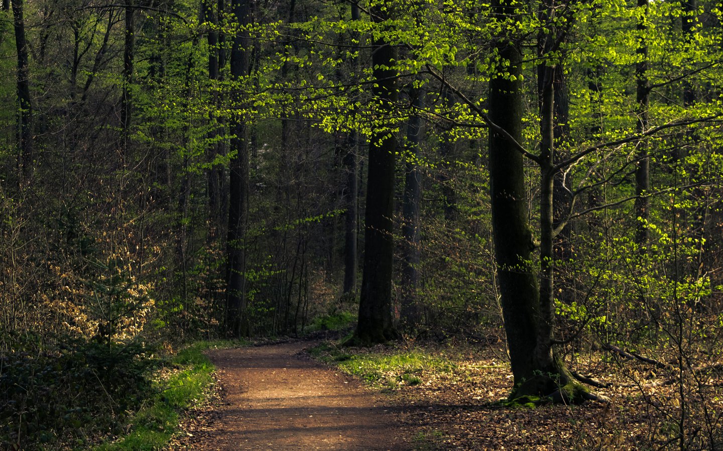 Обои дорога, деревья, лес, лето, road, trees, forest, summer разрешение 2400x1350 Загрузить