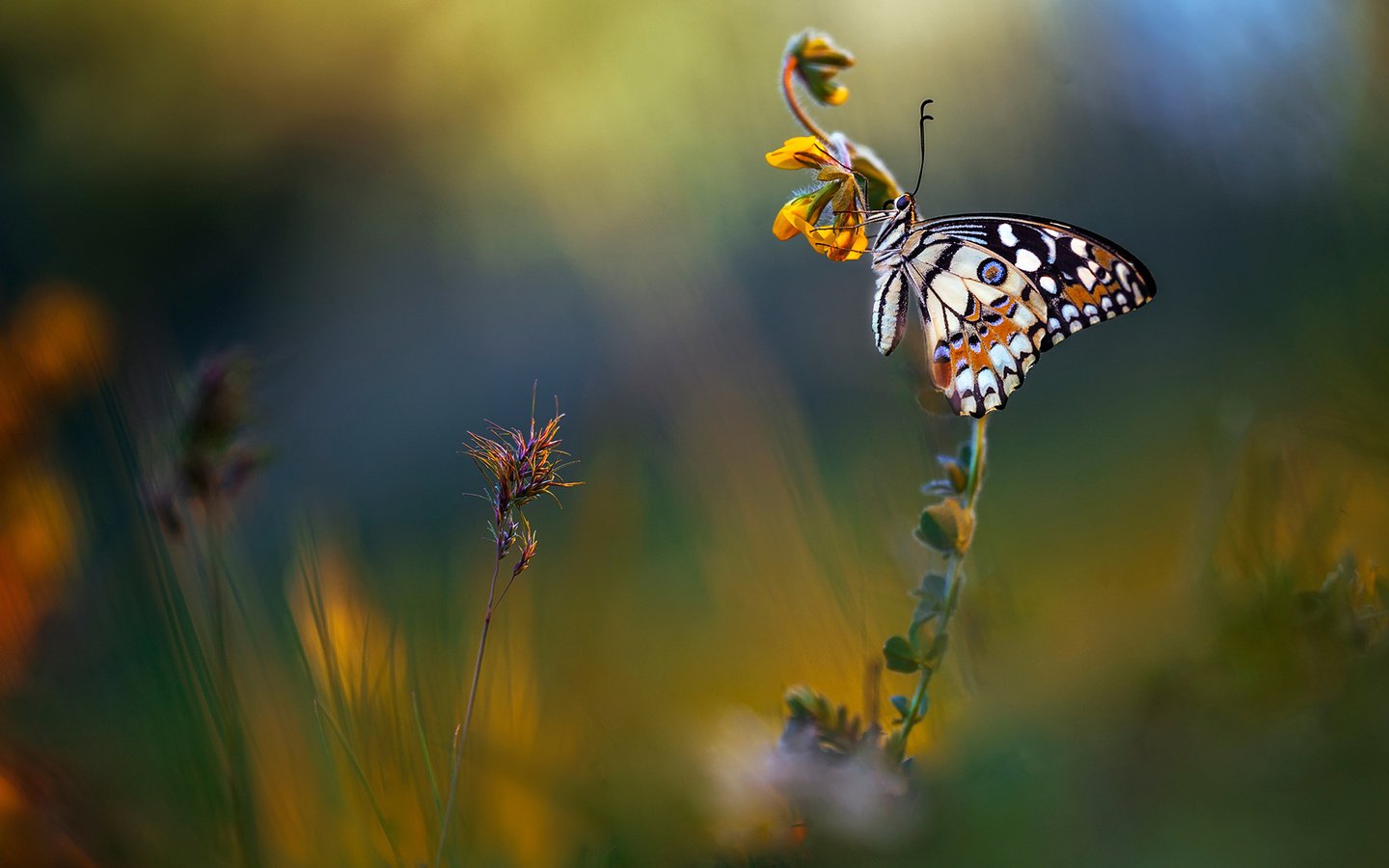 Обои цветы, макро, фон, лето, бабочка, луг, flowers, macro, background, summer, butterfly, meadow разрешение 2048x1152 Загрузить