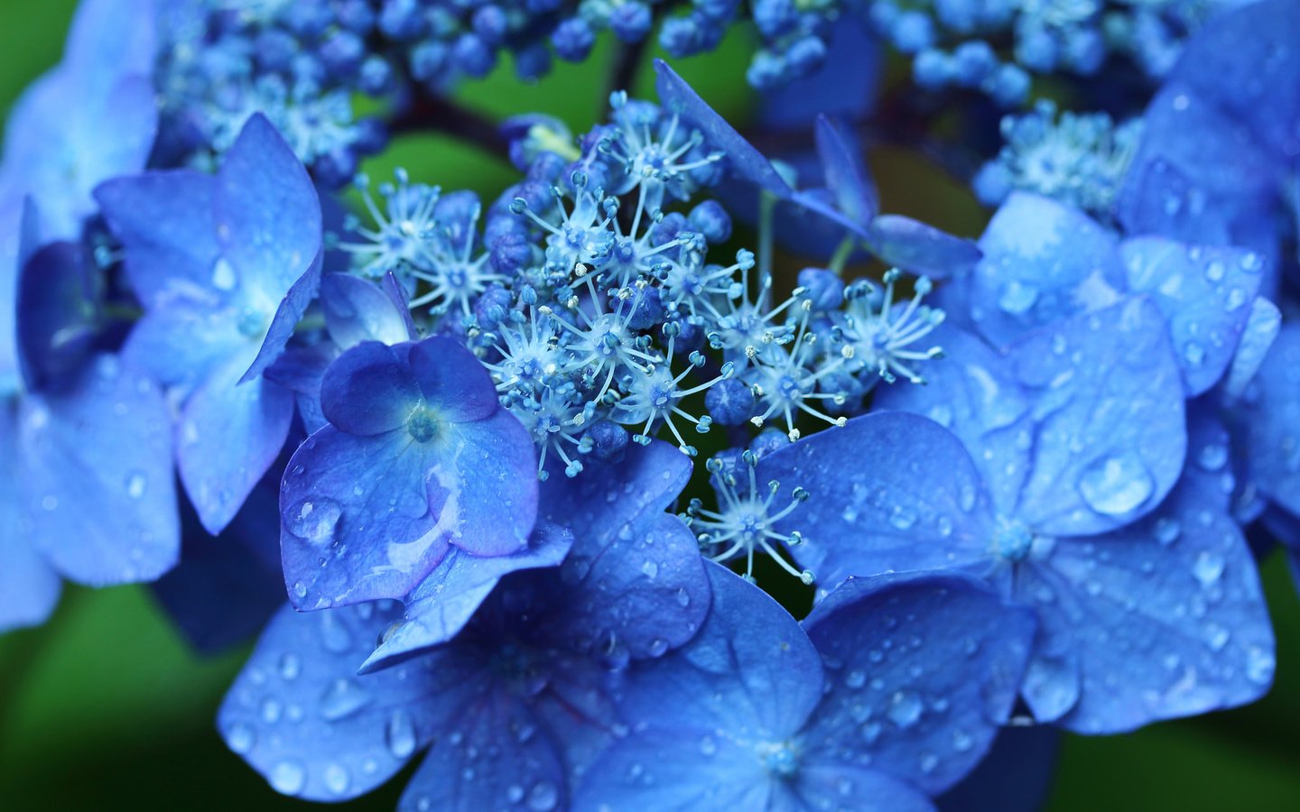 Обои цветы, макро, капли, соцветие, гортензия, flowers, macro, drops, inflorescence, hydrangea разрешение 2048x1365 Загрузить