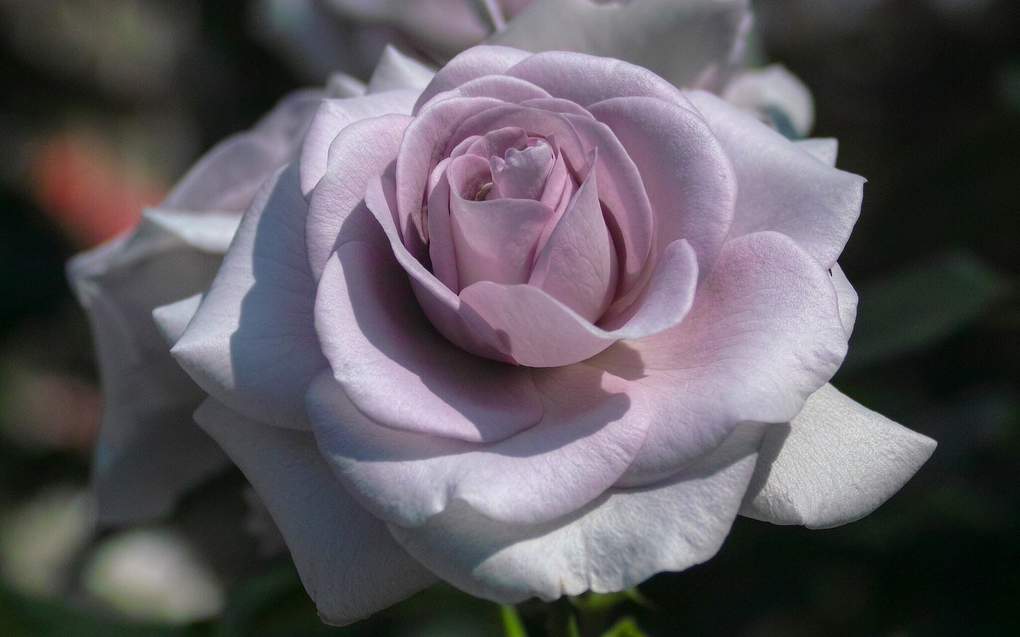 Обои макро, роза, лепестки, бутон, сиреневая, macro, rose, petals, bud, lilac разрешение 2048x1537 Загрузить