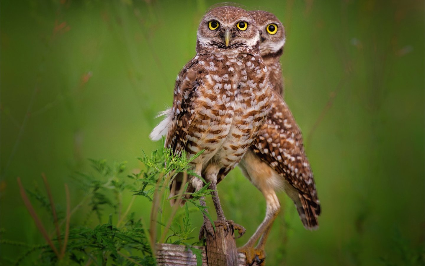 Обои сова, птенец, америка, птица, сыч, кроличий, кроликовая сова, пещерная, owl, chick, america, bird, rabbit, rabbit owl, cave разрешение 2560x1654 Загрузить