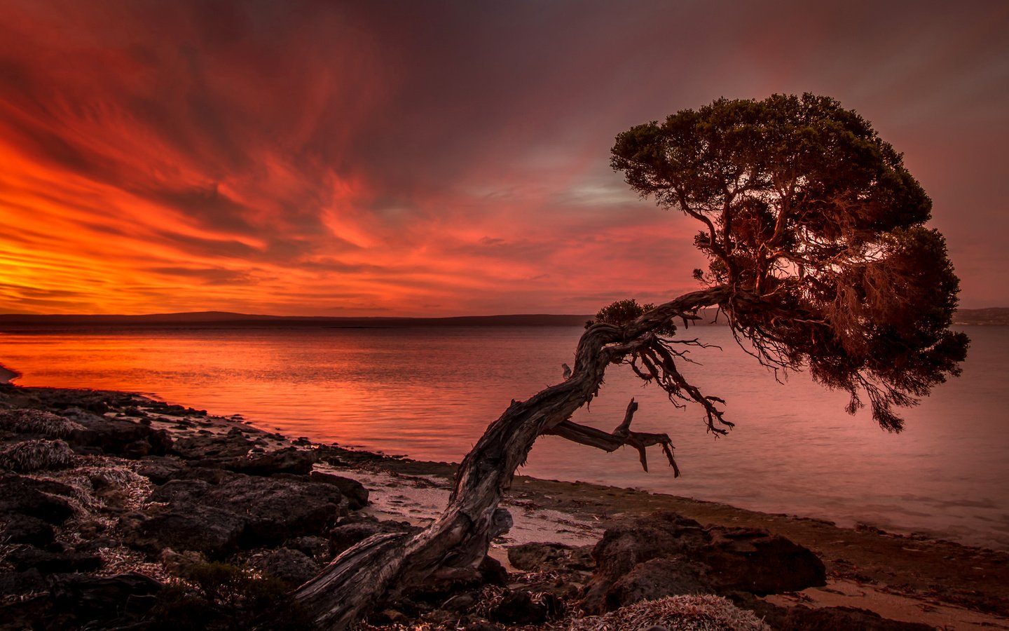 Обои озеро, дерево, берег, закат, зарево, lake, tree, shore, sunset, glow разрешение 2048x1137 Загрузить