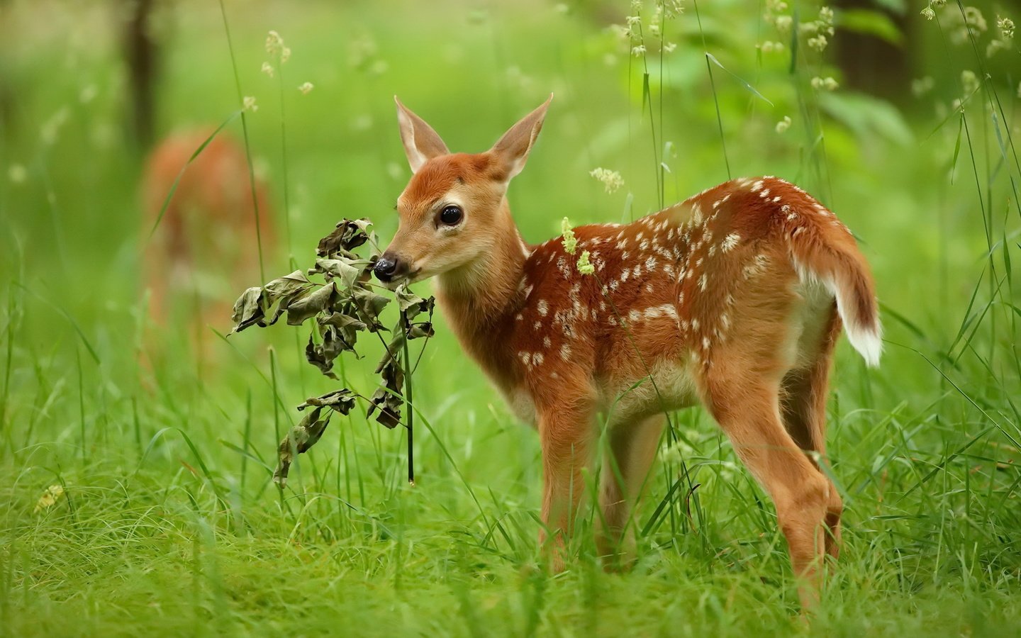 Обои природа, олень, лето, nature, deer, summer разрешение 2048x1365 Загрузить