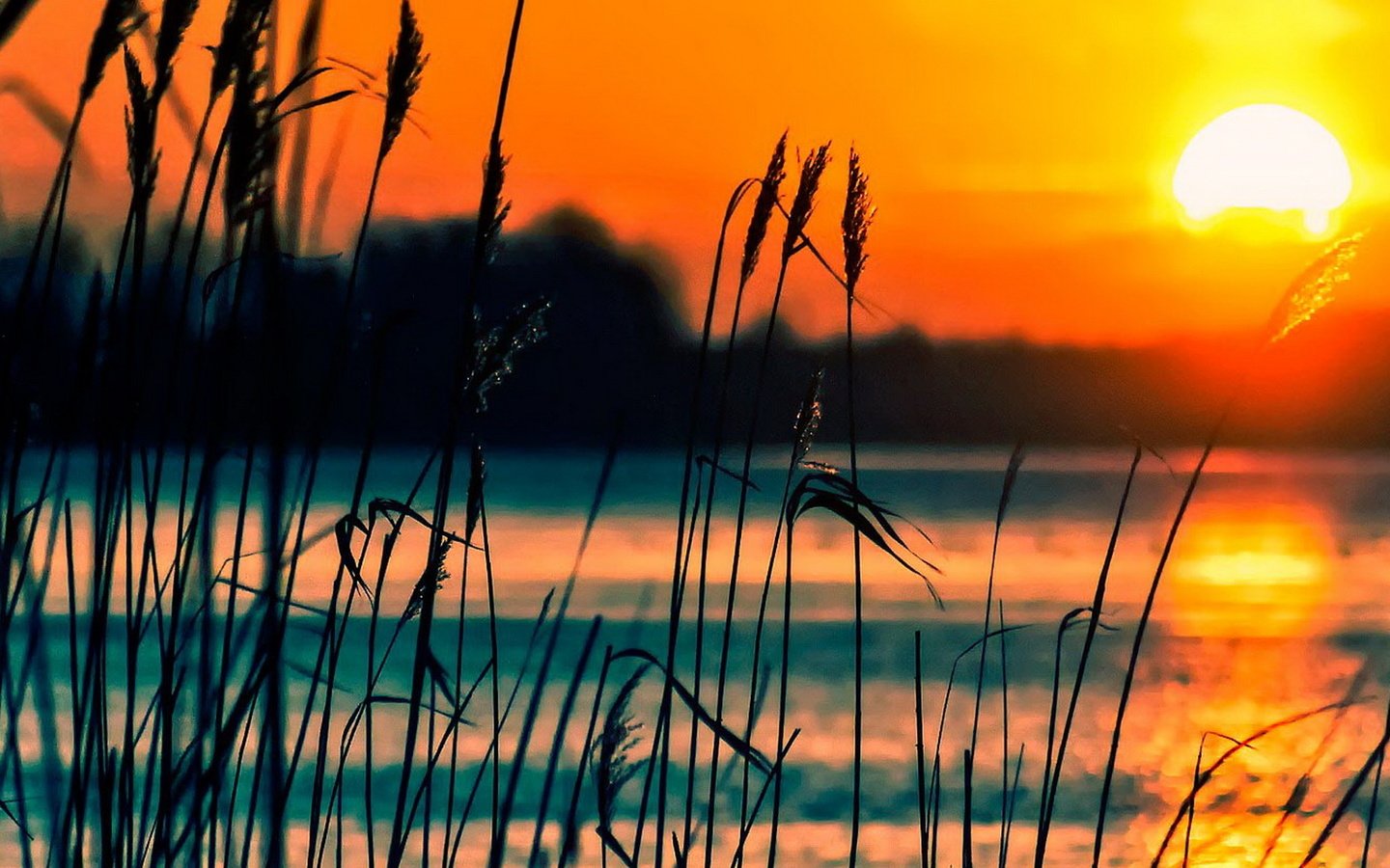 Обои трава, река, закат, лето, камыш, grass, river, sunset, summer, reed разрешение 2513x1080 Загрузить