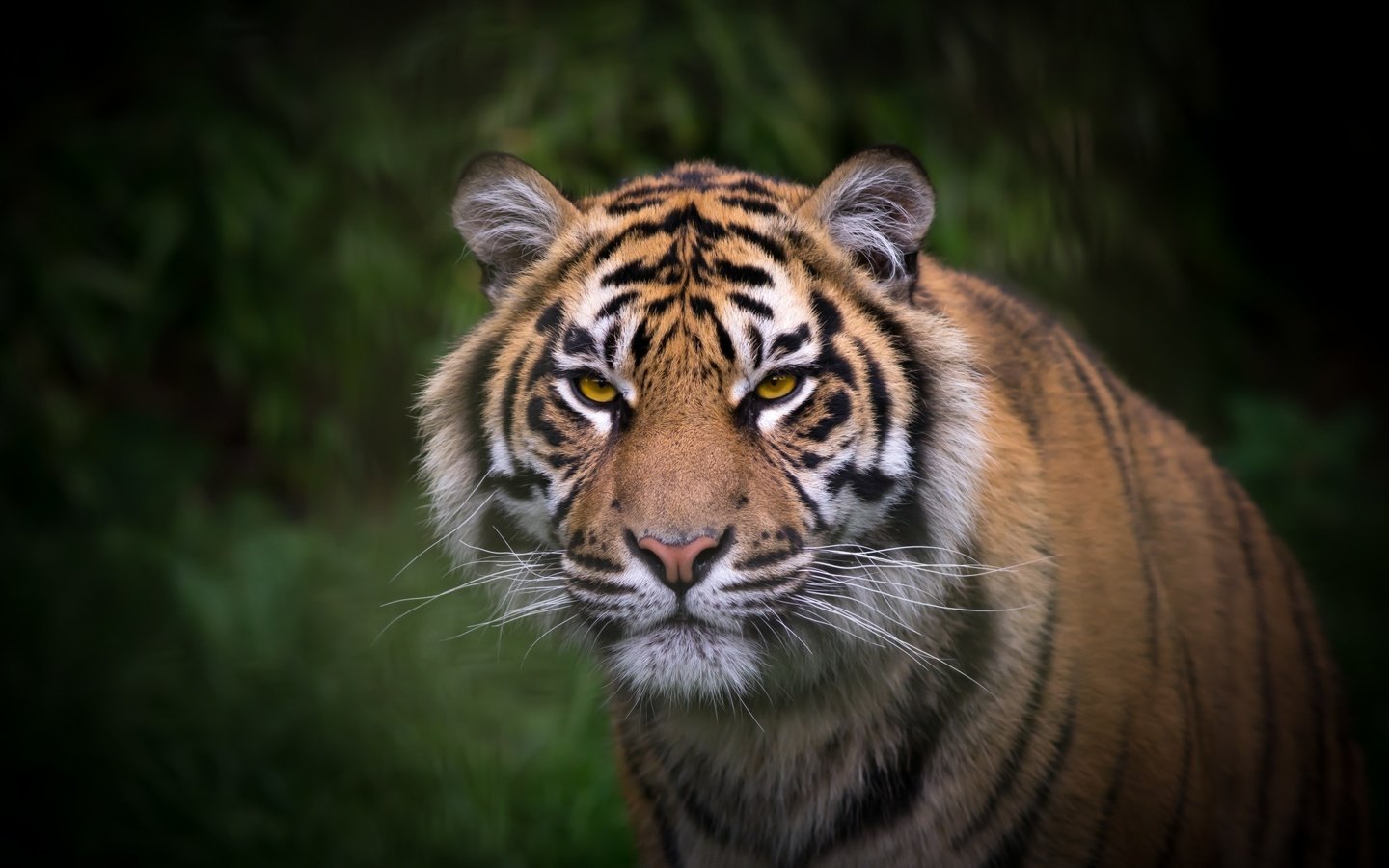 Обои тигр, взгляд, окрас, tiger, look, color разрешение 2400x1350 Загрузить