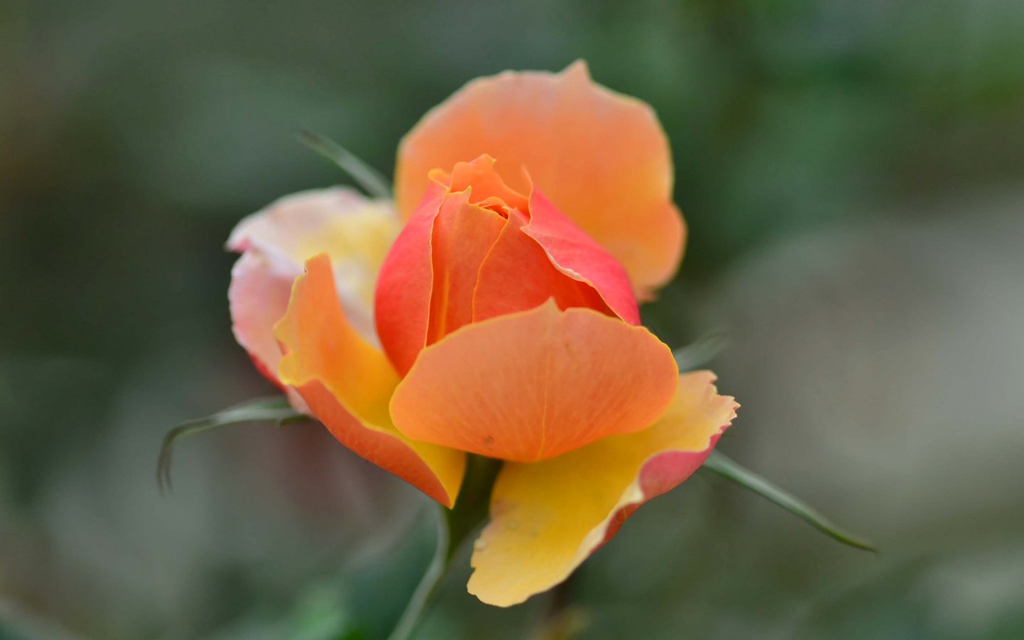 Обои роза, размытость, бутон, оранжевая, rose, blur, bud, orange разрешение 2048x1365 Загрузить