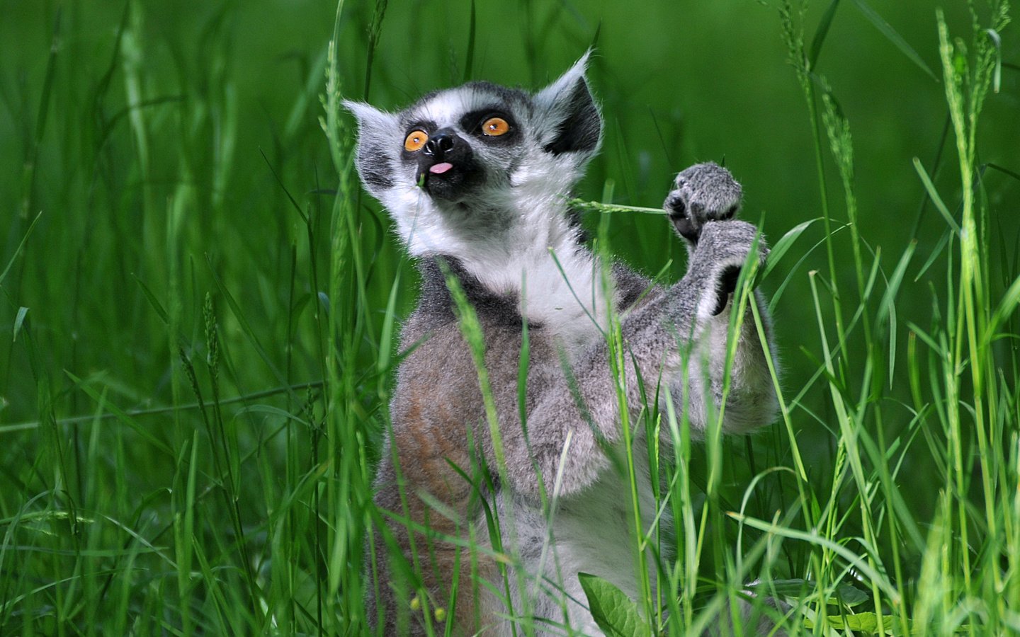 Обои трава, лемур, кошачий лемур, катта, grass, lemur, a ring-tailed lemur, katta разрешение 3321x1868 Загрузить