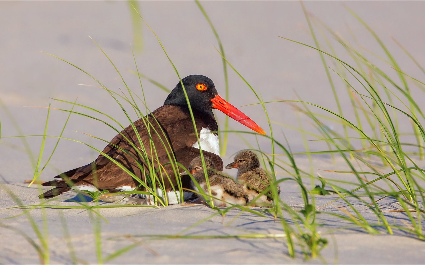 Обои трава, песок, птица, птенцы, кулик-сорока, grass, sand, bird, chicks, oystercatcher разрешение 3750x2329 Загрузить