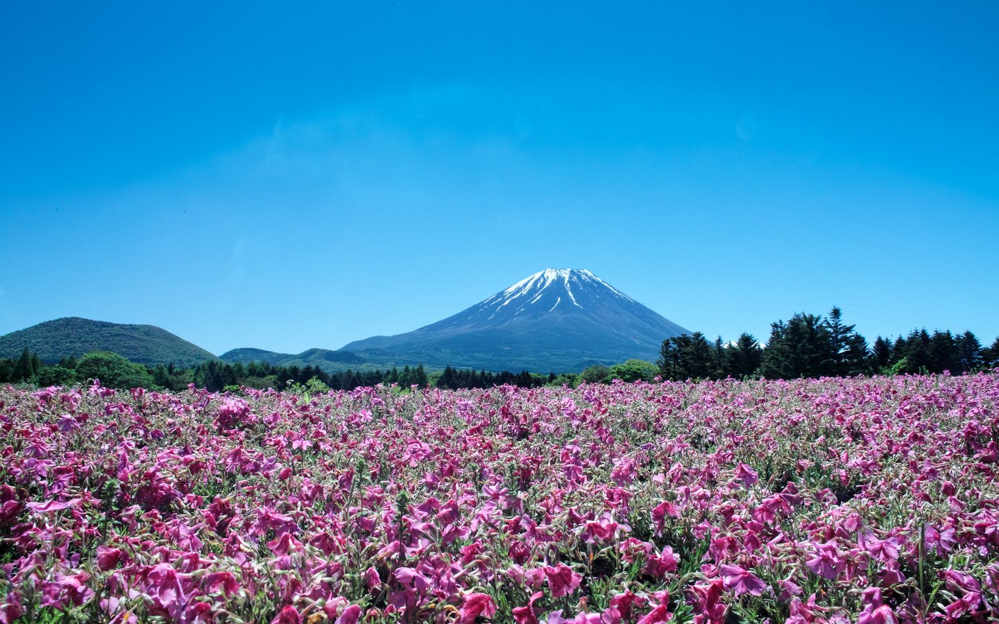 Обои цветы, пейзаж, гора, япония, вулкан, фуджи, flowers, landscape, mountain, japan, the volcano, fuji разрешение 2048x1365 Загрузить