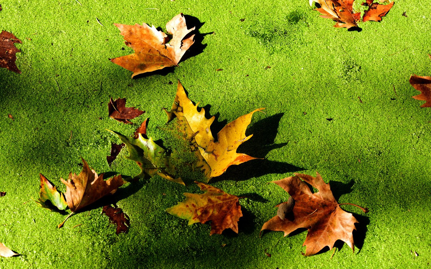 Обои болото, листья, макро, осень, тина, swamp, leaves, macro, autumn, tina разрешение 2048x1369 Загрузить