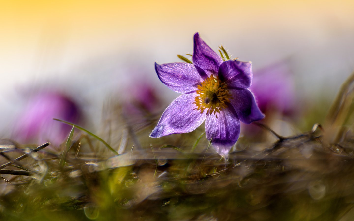 Обои цветы, природа, фон, сон-трава, flowers, nature, background, sleep-grass разрешение 5019x3426 Загрузить