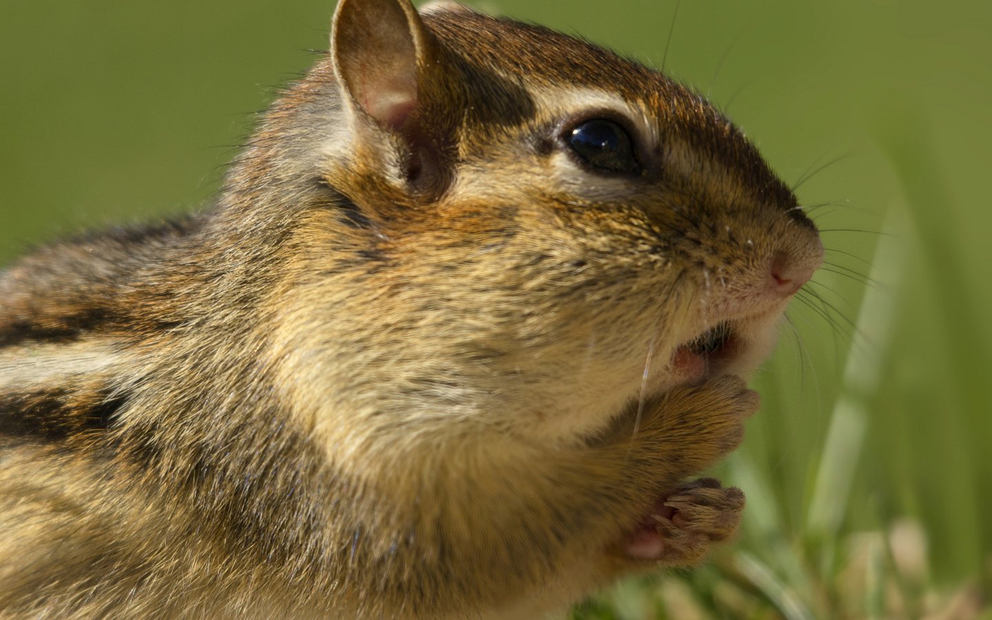 Обои трава, бурундук, грызун, grass, chipmunk, rodent разрешение 2043x1430 Загрузить