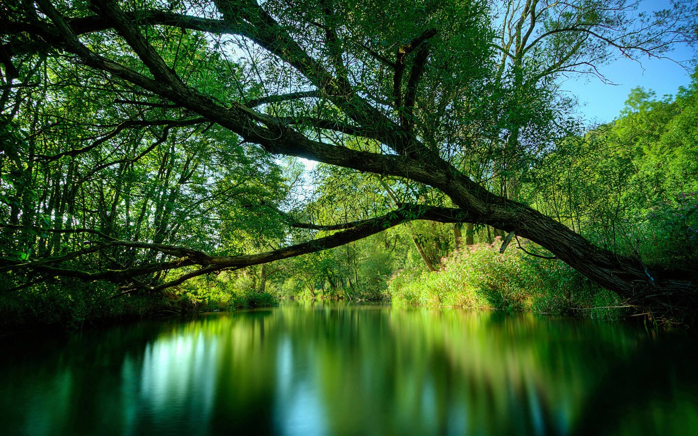 Обои река, дерево, зелень, лето, river, tree, greens, summer разрешение 1920x1080 Загрузить