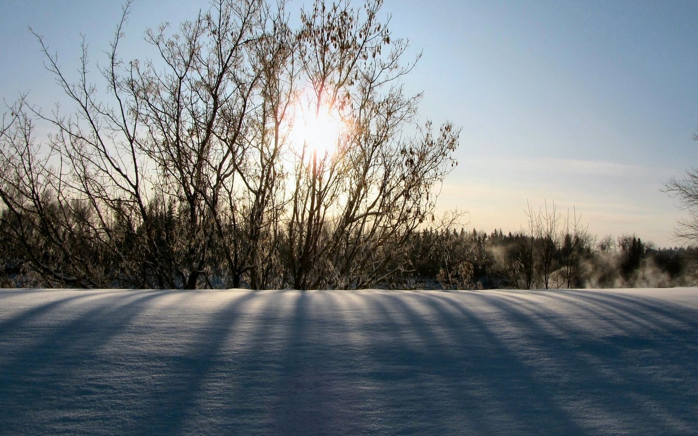 Обои солнце, снег, природа, зима, утро, кусты, the sun, snow, nature, winter, morning, the bushes разрешение 1920x1080 Загрузить