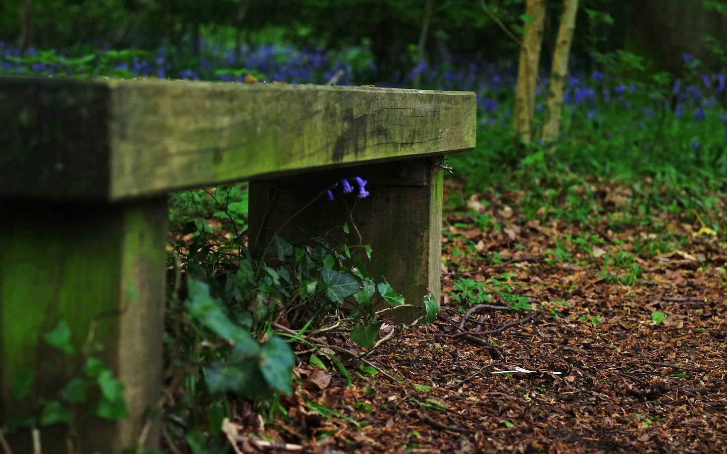 Обои цветы, трава, скамейка, колокольчики, flowers, grass, bench, bells разрешение 1920x1200 Загрузить