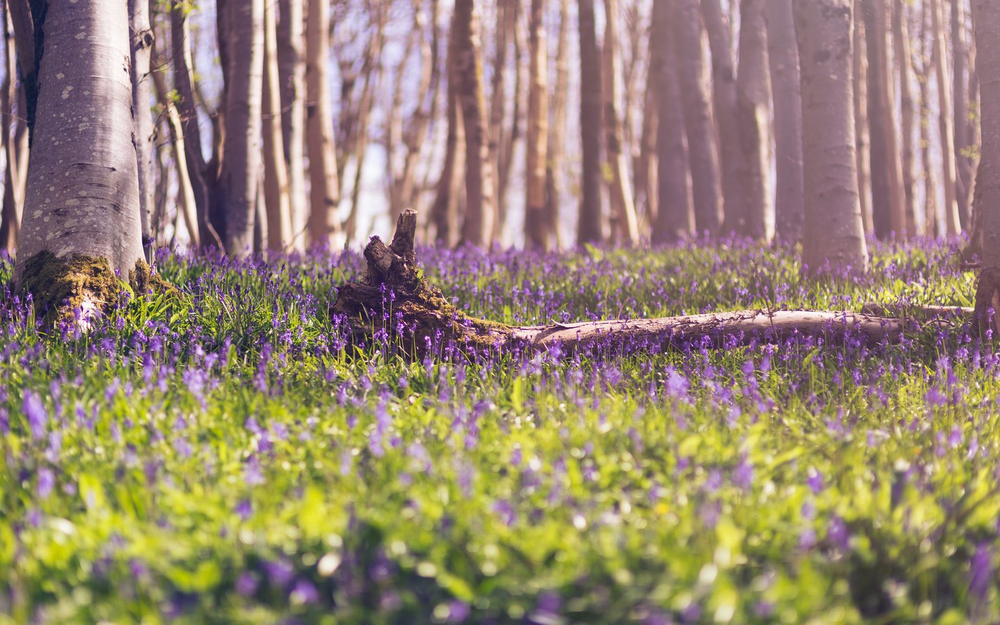 Обои цветы, лес, весна, flowers, forest, spring разрешение 2048x1367 Загрузить